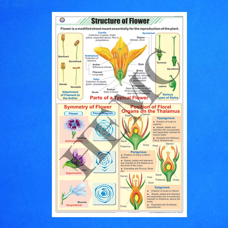 Structure of Flower - Laboratory-Products