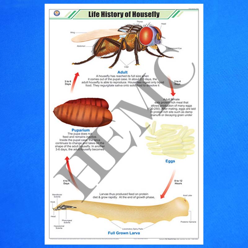 life-history-of-housefly-laboratory-products