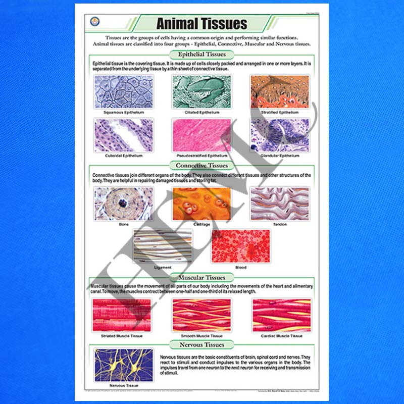 Animal Tissues - Laboratory-Products