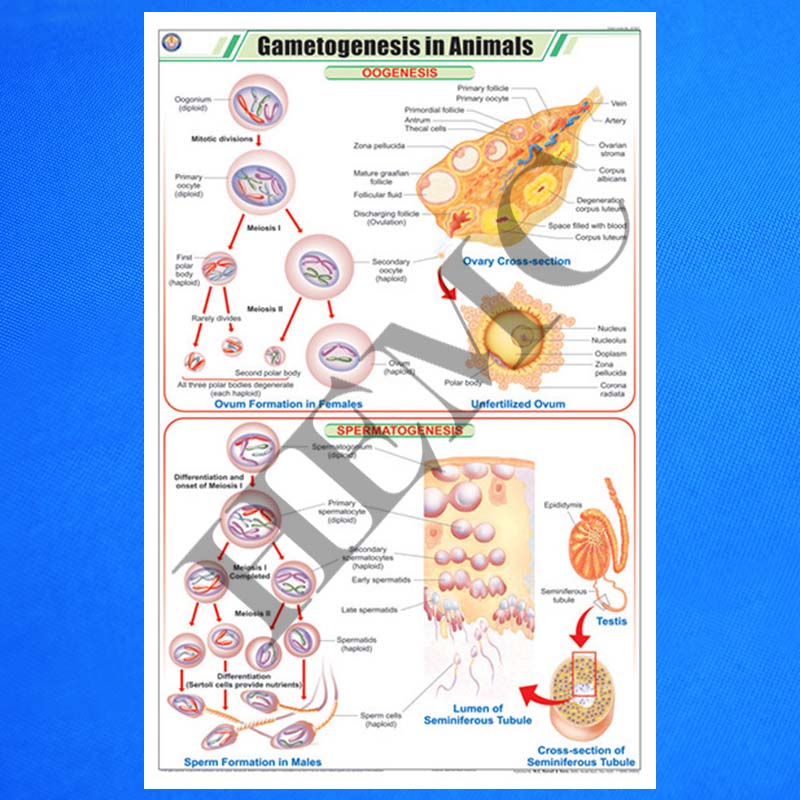 Gametogenesis in Animals – Laboratory-Products