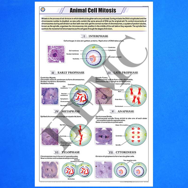 Animal Cell Mitosis - Laboratory-Products