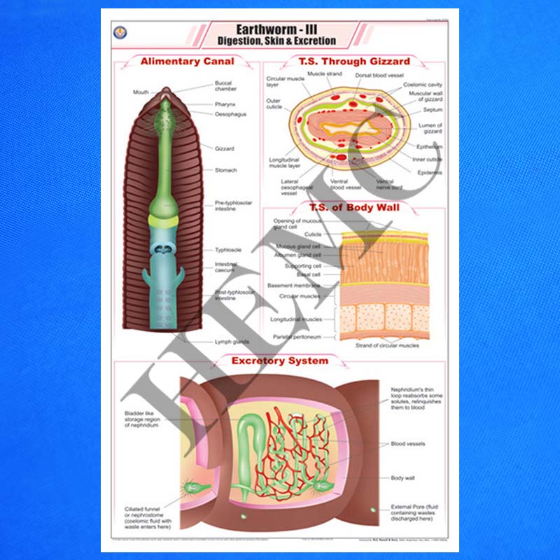 Earthworm III Digestion, skin & Excretion - Laboratory-Products