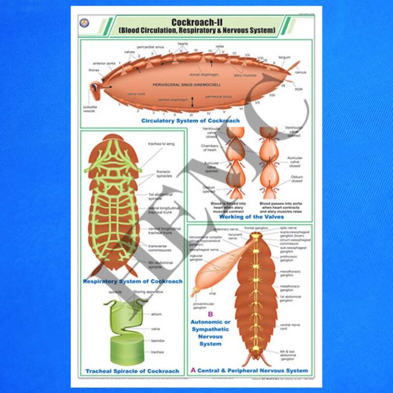 Cockroach II Blood Circulation, Respiratory and Nervous System ...