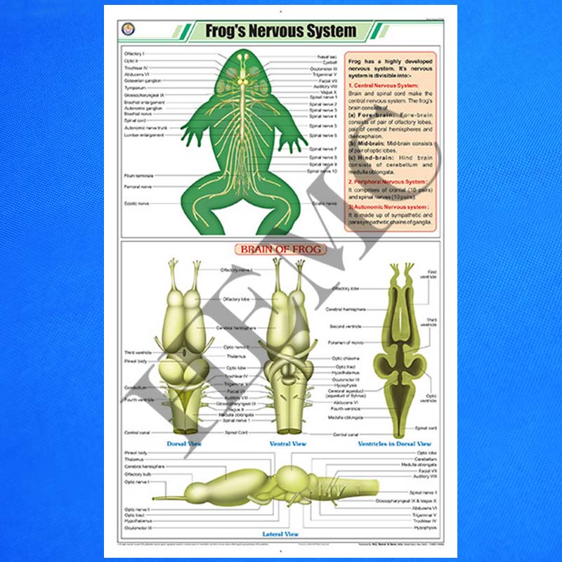 Frog’s Nervous System – Laboratory-Products