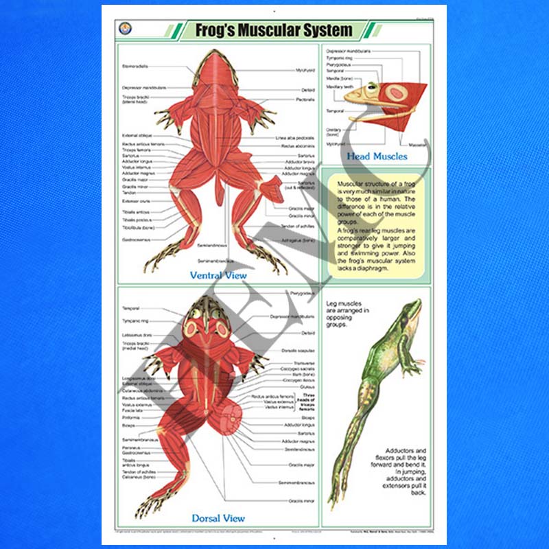 Frog’s Muscular System – Laboratory-Products