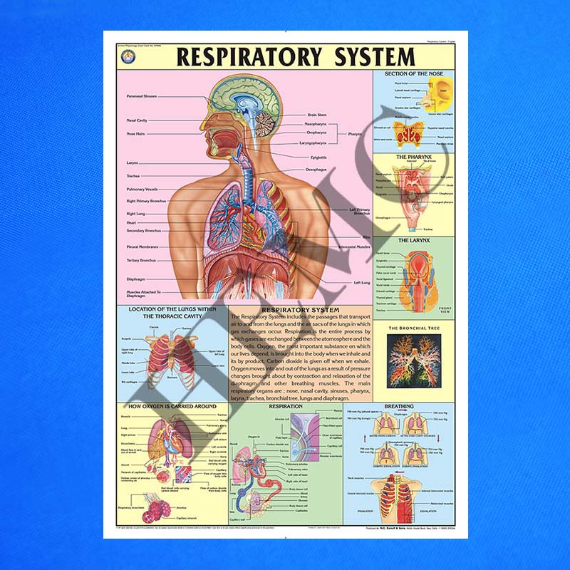 The Respiratory System - Laboratory-Products