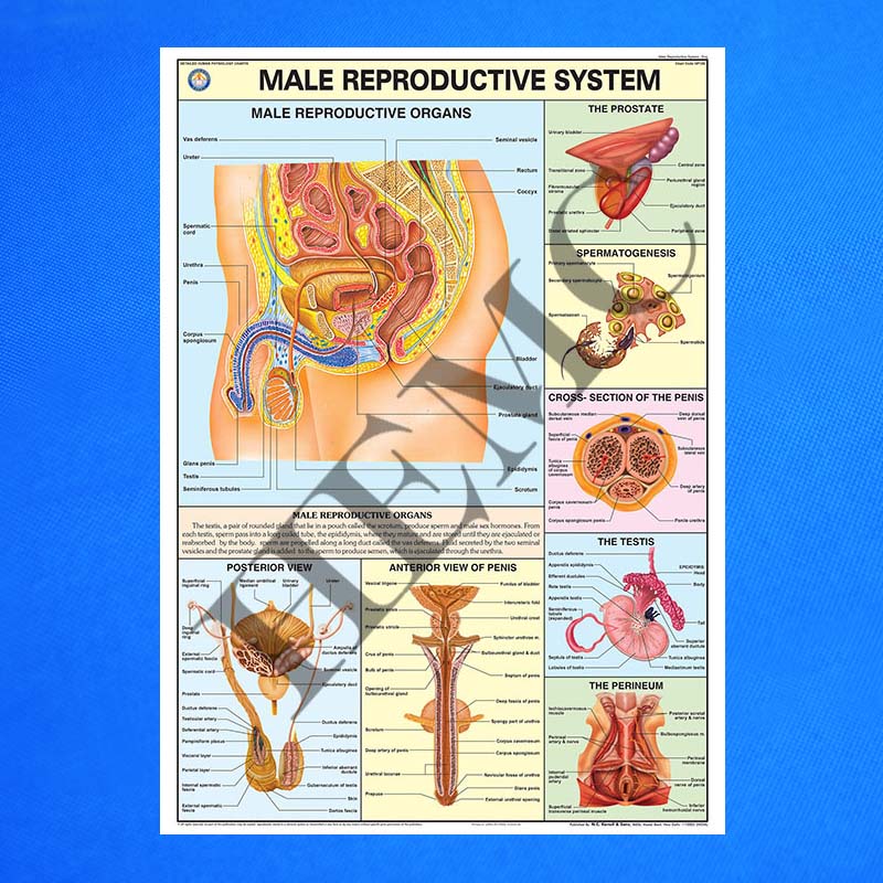 Male Reproductive System - Laboratory-Products