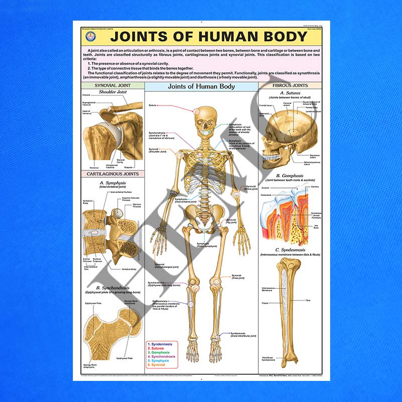 Joints of Human Body – Laboratory-Products