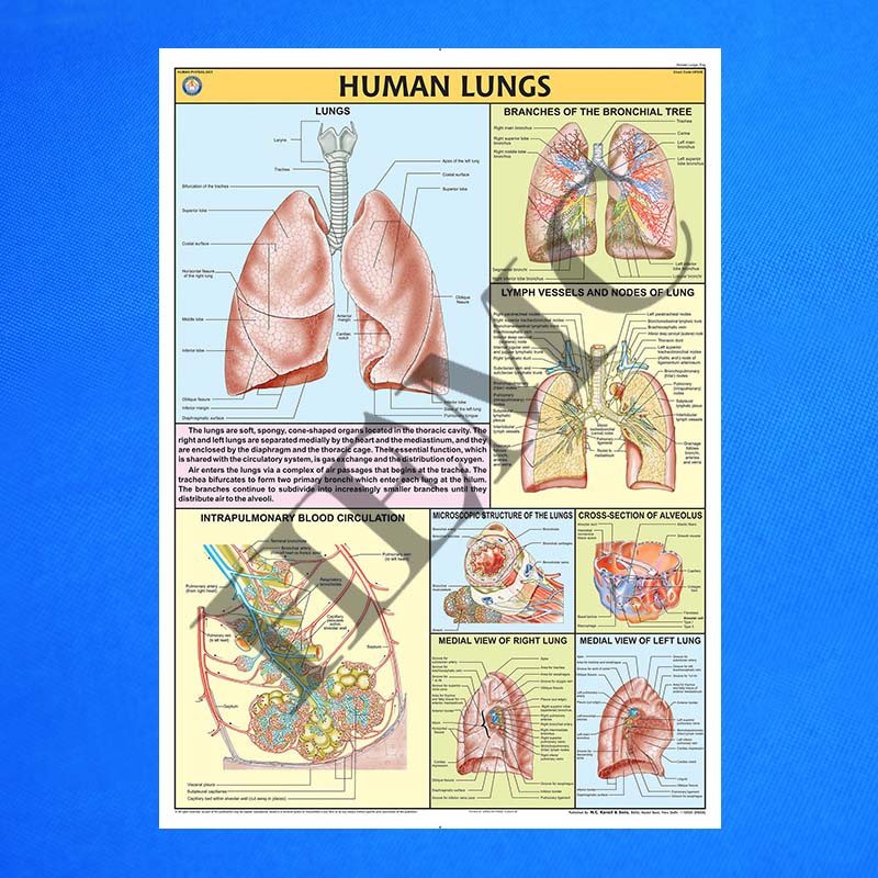 Human Lungs – Laboratory-products