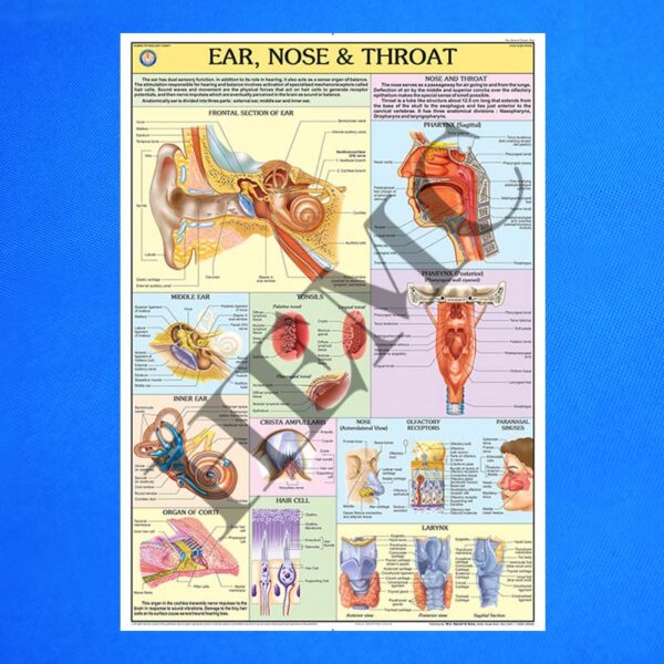 ear-nose-throat-laboratory-products