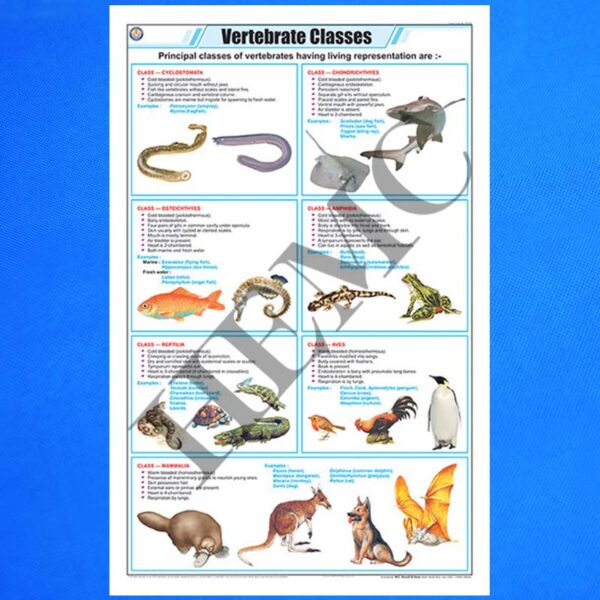 Vertebrate Classes – Laboratory-Products