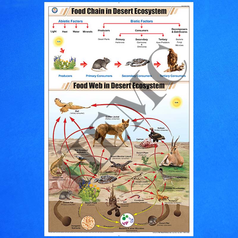 Food Chain in Desert Ecosystem - Laboratory-Products