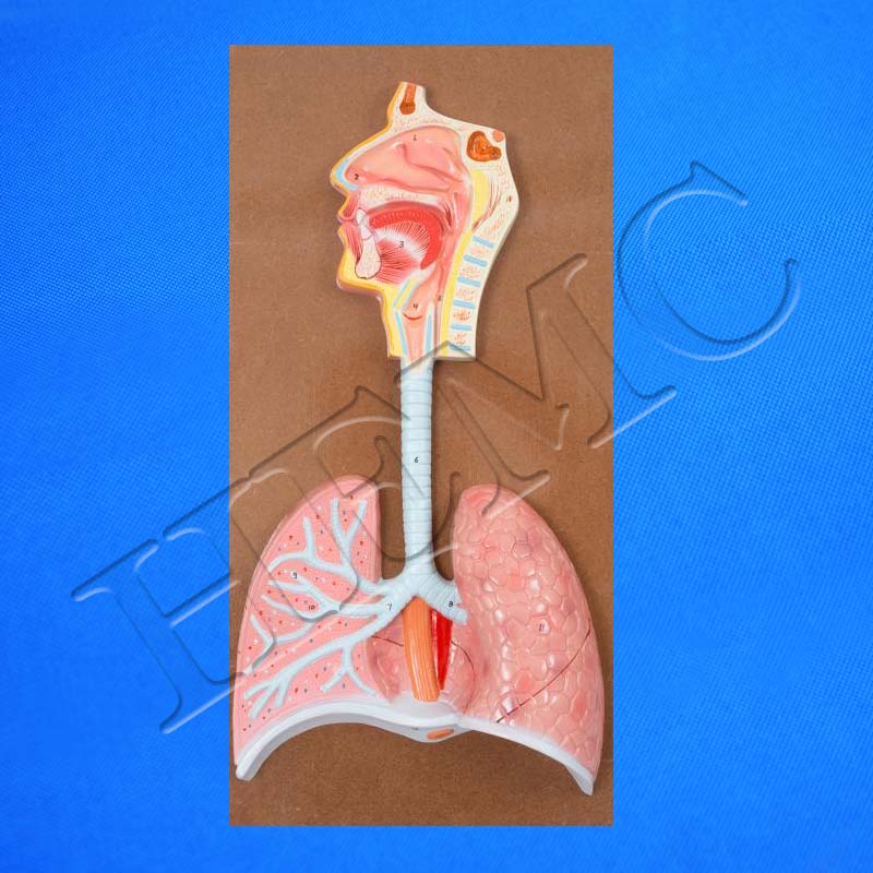 Human Respiratory System - Laboratory-Products