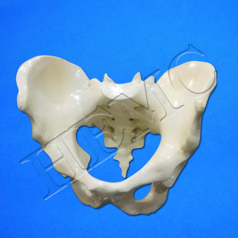 Human Female Pelvis Model – Laboratory-Products