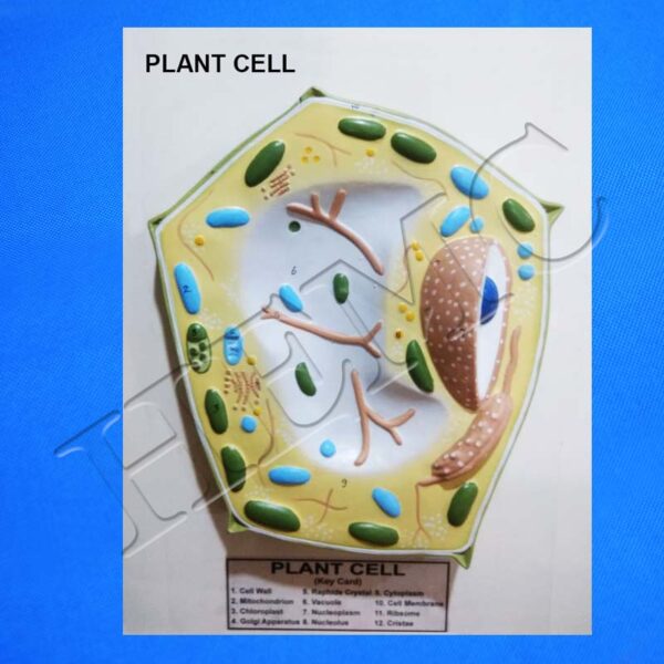 Plant Cell on Board - Laboratory-Products