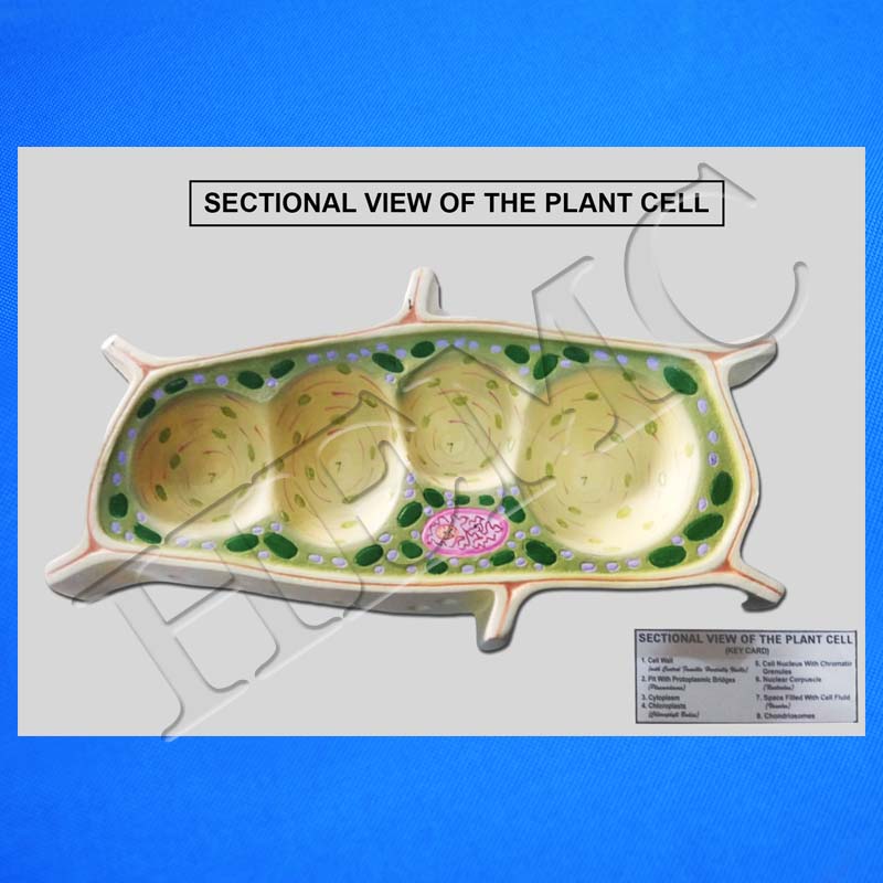 Sectional View Of Plant Cell - Laboratory-products